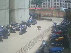 Shocking Video: ਇਨਸਾਨੀਅਤ ਸ਼ਰਮਸਾਰ ! ਸੁੱਤੇ ਹੋਏ ਕੁੱਤੇ 'ਤੇ ਔਰਤ ਨੇ ਸੁੱਟਿਆ ਤੇਜ਼ਾਬ, ਝੁਲਸਿਆ ਸਰੀਰ, ਹੈਰਾਨ ਕਰਨ ਵਾਲੀ ਵੀਡੀਓ ਆਈ ਸਾਹਮਣੇ