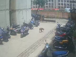 Viral News: ਇਨਸਾਨੀਅਤ ਸ਼ਰਮਸਾਰ ! ਸੁੱਤੇ ਹੋਏ ਕੁੱਤੇ 'ਤੇ ਔਰਤ ਨੇ ਸੁੱਟਿਆ ਤੇਜ਼ਾਬ, ਝੁਲਸਿਆ ਸਰੀਰ, ਹੈਰਾਨ ਕਰਨ ਵਾਲੀ ਵੀਡੀਓ ਆਈ ਸਾਹਮਣੇ