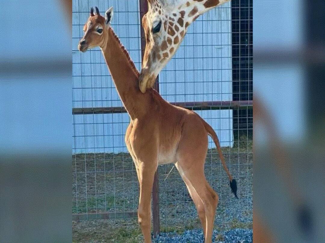 Rare Spotless Giraffe Born In US Zoo, Believed To Be World's Only One Rare Spotless Giraffe Born In US Zoo Believed To Be World's Only One Rare Spotless Giraffe Born In US Zoo, Believed To Be World's Only One