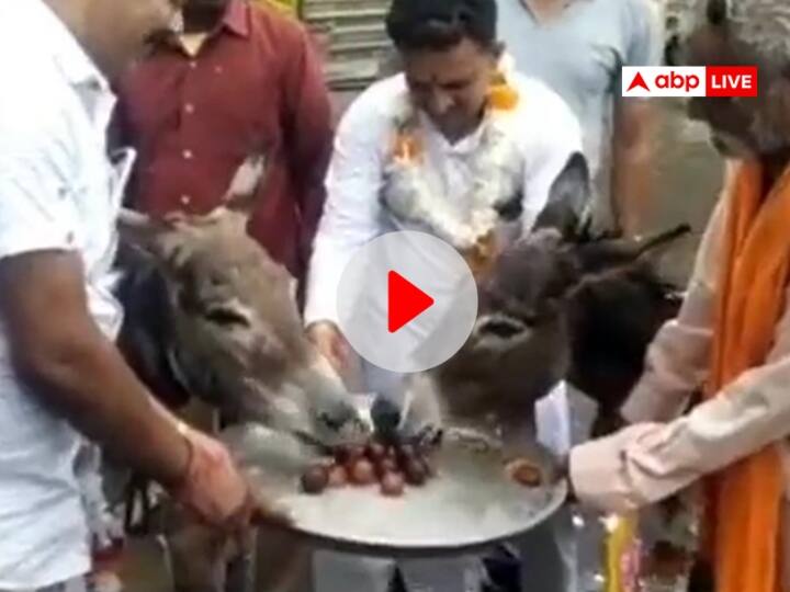 People's Serve Gulab jamun to Donkeys in Mandsaur Madhya Pradesh for Rain Video Viral ANN MP Gazab Hai: मंदसौर में गधों को परात में सजा कर खिलाए गुलाब जामुन, जानें क्यों किया ऐसा काम, देखें वीडियो