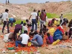 टीकमगढ़ में पड़े मिले कई क्विंटल लावारिस टमाटर, पुलिस के पहुंचने से पहले बोरियों में भरकर भागे ग्रामीण, जानें मामला