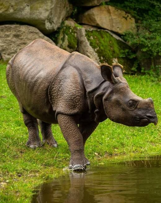 શું બુલેટપ્રૂફ જેકેટ ગેંડાની ચામડીમાંથી બને છે?