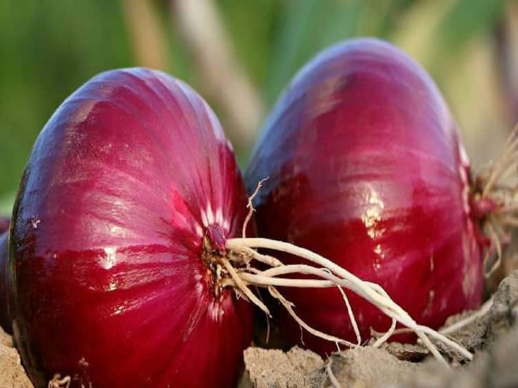 Agriculture news central government will buy two lakh metric tonnes of onion according to Deputy Chief Minister Devendra Fadnavis Onion News : केंद्र सरकार दोन लाख मेट्रिक टन कांदा खरेदी करणार, नाशिकसह अहमदनगरमध्ये खरेदी केंद्र; उपमुख्यमंत्री फडणवीसांची माहिती 