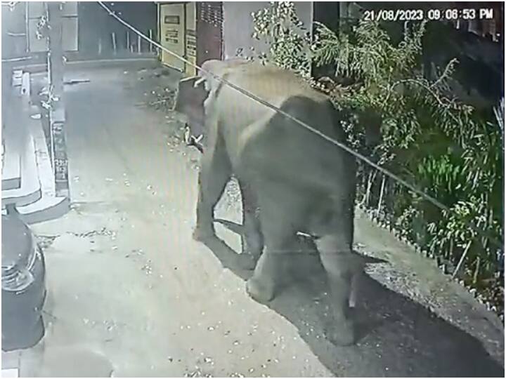 Wild elephants came out of forest and reached human settlement in Haridwar ANN Uttarakhand News: उत्तराखंड में जंगली हाथियों का आतंक, जंगल से निकलकर इंसानी बस्ती में पहुंचे