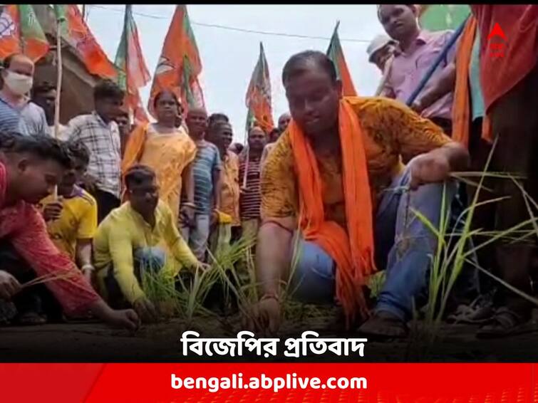 Bankura News: BJP protests by planting saplings with demand of road repair at Barjora Bankura: বর্ষার জল জমে 'মরণফাঁদ', রাস্তা মেরামতির দাবিতে ধানের চারা পুঁতে প্রতিবাদ BJP-র !