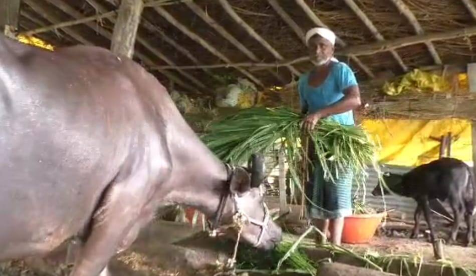Nanded farmer Success Story in Marathi Milk Business Success Story : दुधाच्या व्यवसायावर सालगडी झाला 5 एकरचा मालक, नांदेडच्या शेतकऱ्याचा प्रेरणादायी प्रवास