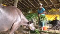 Success Story : दुधाच्या व्यवसायावर सालगडी झाला 5 एकरचा मालक, नांदेडच्या शेतकऱ्याचा प्रेरणादायी प्रवास