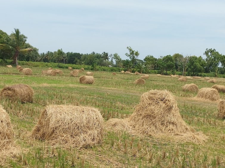 kumbakonam Farmers are lamenting that the sale of hay has fallen in Thanjavur district TNN கும்பகோணத்தில் புல் விற்பனை அமோகம்: தேங்கி கிடக்கும் வைக்கோல் கட்டுகள்  - விவசாயிகள் வேதனை