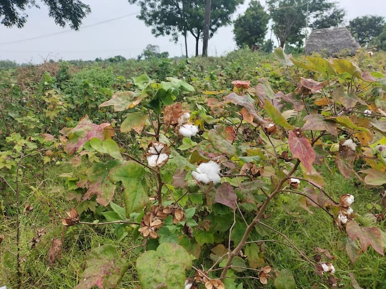 Thanjavur news Increase in bollworm attack on cotton plants  kumbakonam Farmers worried TNN கும்பகோணத்தில் பருத்திச் செடிகளில் சப்பாத்திப்பூச்சி தாக்குதல் அதிகரிப்பு -  விவசாயிகள் கவலை