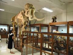 'யானைகளின் சூப்பர் ஸ்டார் செங்களூர் ரங்கநாதன்’ ; ஆசியாவின் மிக உயரமான யானையின் உருக்கமான கதை!