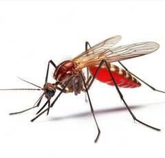 Increase Platelets: ਡੇਂਗੂ ਮਲੇਰੀਆ ਕਾਰਨ ਘੱਟਦੇ ਜਾ ਰਹੇ ਪਲੇਟਲੈਟਸ, ਤਾਂ ਆਪਣੀ ਖੁਰਾਕ 'ਚ ਸ਼ਾਮਲ ਕਰੋ ਇਹ ਕੁੱਝ ਚੀਜ਼ਾਂ, ਤੁਰੰਤ ਹੋਵੇਗਾ ਵਾਧਾ