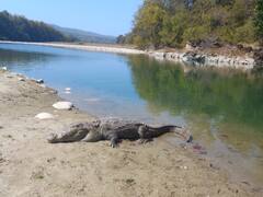 उत्तराखंड: कॉर्बेट पार्क से अच्छी खबर, जलीय जीवों के आंकड़े जारी, इतनी संख्या में मिले मगरमच्छ और घड़ियाल