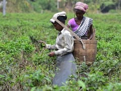 Tea Association Of India Refutes Allegation Of Adding Artificial Colours To Products