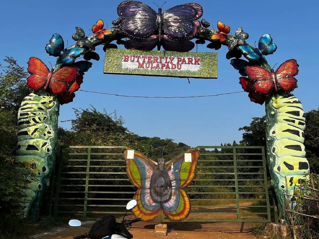 AP Govt decides to develop Butterfly Park in Kondapalli reserve forest Butterfly Park: మూలపాడులో బటర్‌ఫ్లై పార్కు కనువిందు - మరింత అభివృద్ధిపై ఫోకస్