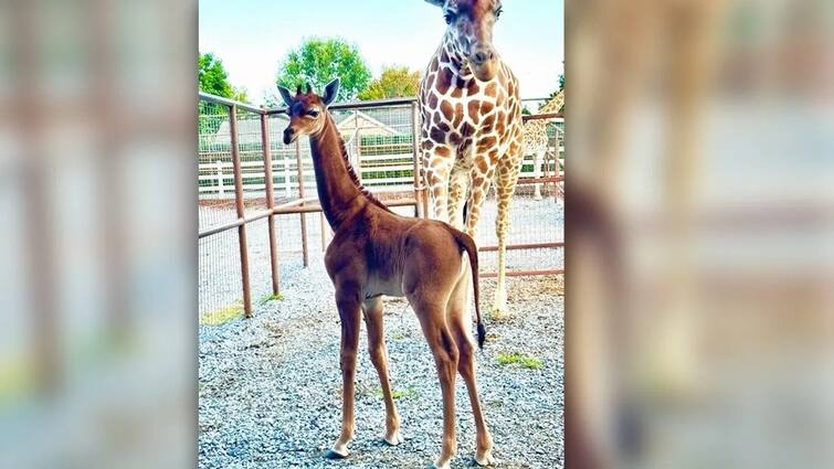 spotless giraffe with brown fur born in a private zoo in us Viral News: ਦੁਨੀਆ ਵਿੱਚ ਪਹਿਲੀ ਵਾਰ ਪੈਦਾ ਹੋਇਆ ਅਜਿਹਾ ਅਨੋਖਾ ਜਿਰਾਫ! ਚਿੜੀਆਘਰ ਦੇ ਲੋਕ ਵੀ ਦੇਖ ਕੇ ਰਹਿ ਗਏ ਦੰਗ