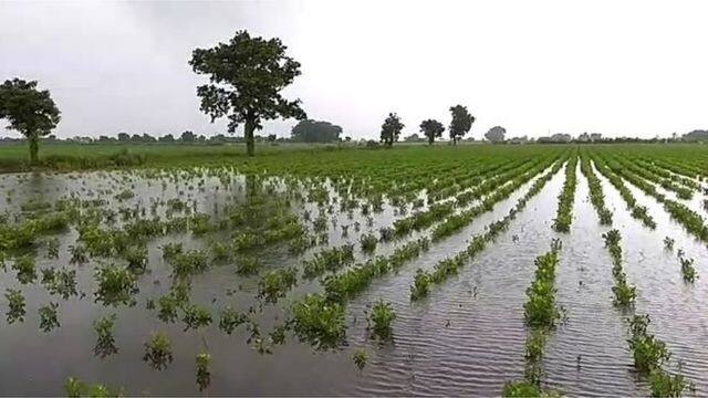 Survey of crop damage completed in 4 districts the government will take a final decision after the survey of this district is completed 4 જિલ્લામાં પાક નુકસાનીનો સરવે પૂર્ણ, આ જિલ્લાનો સરવે પૂર્ણ થયા બાદ સરકાર લેશે અંતિમ નિર્ણય