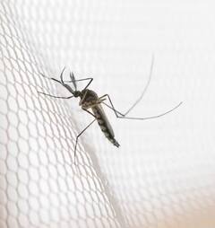 Increase Platelets: ਡੇਂਗੂ ਮਲੇਰੀਆ ਕਾਰਨ ਘੱਟਦੇ ਜਾ ਰਹੇ ਪਲੇਟਲੈਟਸ, ਤਾਂ ਆਪਣੀ ਖੁਰਾਕ 'ਚ ਸ਼ਾਮਲ ਕਰੋ ਇਹ ਕੁੱਝ ਚੀਜ਼ਾਂ, ਤੁਰੰਤ ਹੋਵੇਗਾ ਵਾਧਾ