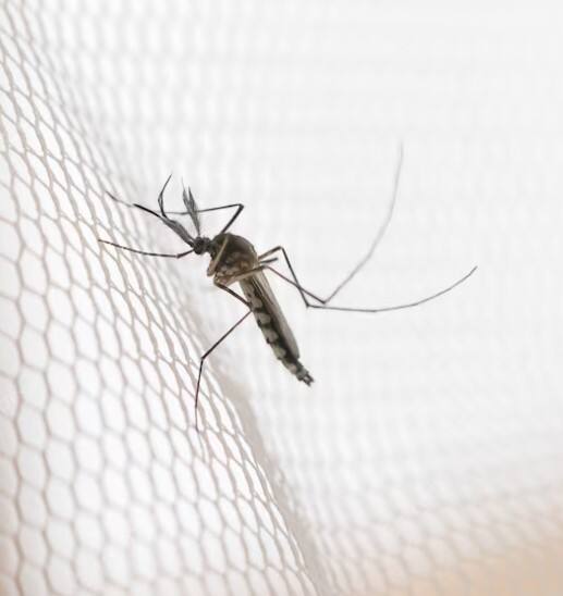 ਇਸ ਸਮੇਂ ਡੇਂਗੂ ਮਲੇਰੀਆ ਦਾ ਪ੍ਰਕੋਪ ਤੇਜ਼ੀ ਨਾਲ ਫੈਲ ਰਿਹਾ ਹੈ, ਅਜਿਹੀ ਸਥਿਤੀ ਵਿੱਚ, ਆਓ ਤੁਹਾਨੂੰ ਦੱਸਦੇ ਹਾਂ ਕਿ ਇਸ ਸਥਿਤੀ ਤੋਂ ਕਿਵੇਂ ਬਚਿਆ ਜਾ ਸਕਦਾ ਹੈ ਅਤੇ ਆਪਣੇ ਪਲੇਟਲੈਟ ਕਾਉਂਟ ਨੂੰ ਕਿਵੇਂ ਵਧਾਇਆ ਜਾ ਸਕਦਾ ਹੈ।