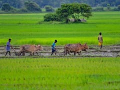 महाराष्ट्र: 83 दिन में यवतमाल के 82 किसानों ने आत्महत्या की, इस साल विदर्भ में 1567 अन्नदाताओं ने दी जान