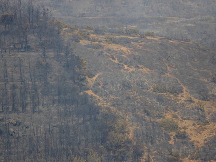 Charred trees in Alexandroupolis, Greece. The coast guard and private boats have also rescued some people from beaches and coasts. (Source: Getty)