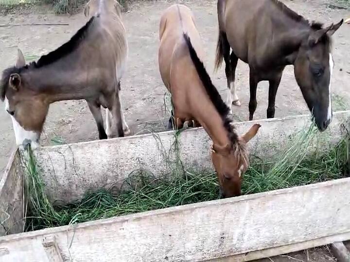 Sangli News Inhuman act with three filly or female horses genitals sewn with copper wire, case registered Sangli News : सांगलीत तीन घोडींसोबत क्रूरकृत्य, गुप्तांग चक्क तांब्याच्या तारेने शिवले, अज्ञात व्यक्तिविरोधात गुन्हा दाखल