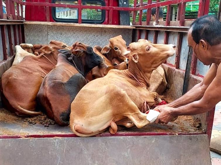 Assam News 53 Cattle Heads Rescued As Assam Police Arrests 4 Cattle Smugglers Near Guwahati Cattle Smuggling In Northeast Bangladesh 53 Cattle Heads Rescued As Assam Police Arrests 4 Cattle Smugglers Near Guwahati