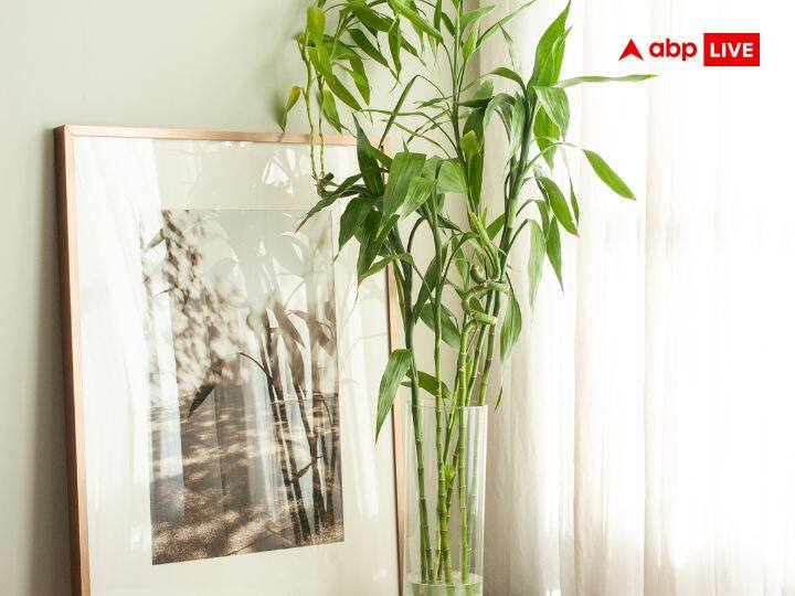 बैम्बू प्लांट (Bamboo Plant): बैम्बू प्लांट को वास्तु शास्त्र और फेंगशुई में शुभ पौधा माना गया है. कमरे में इस पौधे को लगाने से सकारात्मक ऊर्जा बढ़ती है. आप बैम्बू प्लांट को बेडरूम के दक्षिण-पूर्व कोने में लगाएं. इससे वास्तु दोष के कारण पति-पत्नी के रिश्ते में आई परेशानियां दूर हो जाती है.