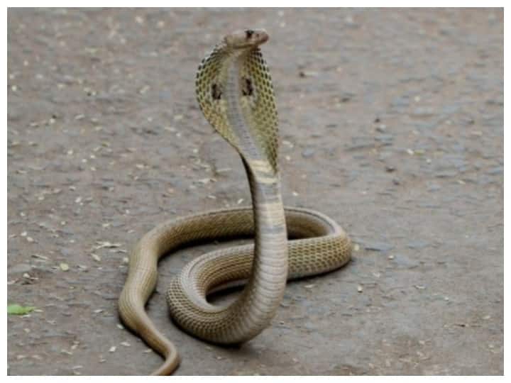 Deputy Superintendent of Police's office saw a snake, there was a stir, the female constable ran away ANN Rajasthan News: पुलिस उपाधीक्षक कार्यालय दिखा सांप तो मचा हड़कंप, भाग खड़ी हुईं महिला कॉन्सटेबल