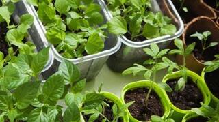 Planting ਪਨੀਰੀ ਲਾਉਣ ਤੋਂ ਪਹਿਲਾਂ ਮਿੱਟੀ ਅਤੇ ਸਿੰਚਾਈ ਦੀ  ਕਰੋ ਜਾਂਚ, ਸਬਜ਼ੀਆਂ ਲਈ ਪਨੀਰੀ ਦਿਓ ਪਹਿਲ