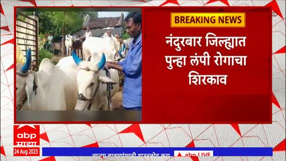 Nandurbar : नंदुरबार जिल्ह्यात पुन्हा लंपी रोगाचा शिरकाव, रोगामुळे जिल्ह्यात लसीकरणाला वेग Abp Majha