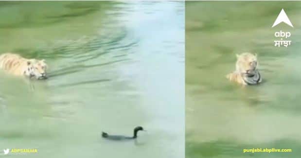 duck save his life through his mind tiger want to hunt Viral Video: ਬੱਤਖ ਨੇ ਬਾਘ ਨੂੰ ਸਿਖਾਇਆ ਤਾਕਤ ਨਹੀਂ ਦਿਮਾਗ ਵੱਡੀ ਚੀਜ਼! ਦੇਖੋ ਵੀਡੀਓ