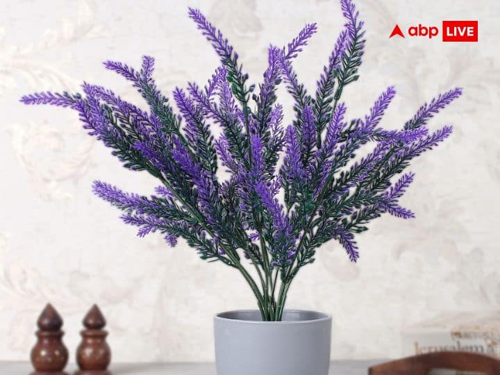 लैवेंडर प्लांट (Lavender Plants): वास्तु शास्त्र में बेडरूम के लिए लैवेंडर के पौधा को भी शुभ माना गया है. इसलिए पति-पत्नी अपने कमरे में इस लगा सकते हैं. यह पौधा दिखने में भी खूबसूरत होता है और इसकी खूश्बू मनमोहक होती है. अगर आप इसे बेड के साइड टेबल में रखेंगे इससे पति-पत्नी के बीच की दूरी कम होती है.