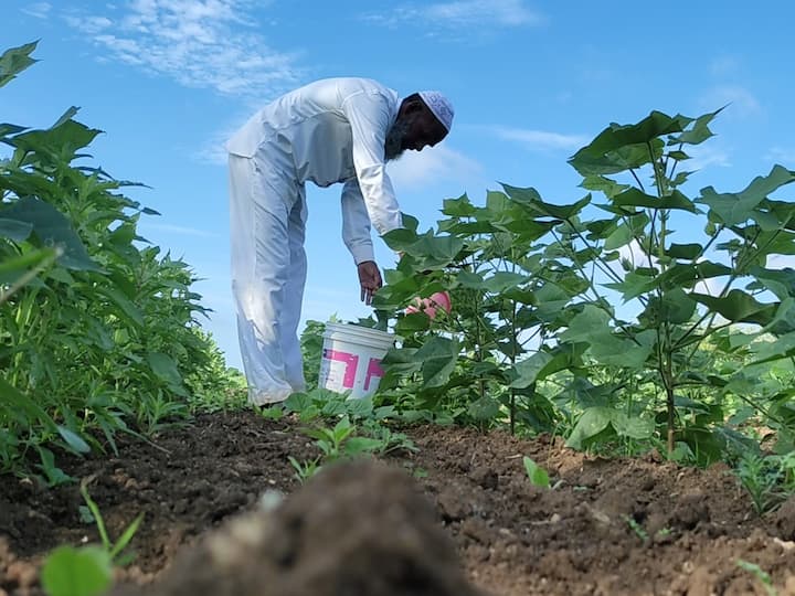 Marathwada Rain Update : आधीच मान्सून उशिरा आला, त्यात जून महिना कोरडा गेला. आता पुन्हा ऑगस्ट महिना जवळपास कोरडा गेला आहे. त्यामुळे खरिपाचे पीक (Crop) संकटात सापडले आहे.