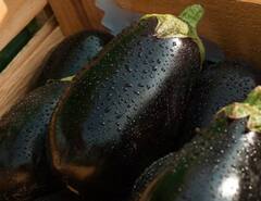 Brinjal : पावसाळ्यात वांगी का खाऊ नये? 'हे' आहे त्यामागचं कारण