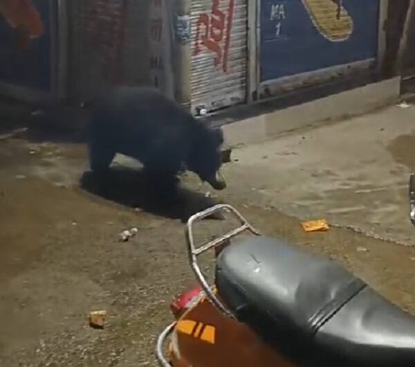Mount Abu: A bear was spotted at a market in the tourist destination of Mount Abu Mount Abu: માઉન્ટ આબુમાં નખીલેક પાસે જોવા મળ્યું રીંછ, દુકાનોમાં તોડફોડ કરતા વેપારીઓમાં ફફડાટ