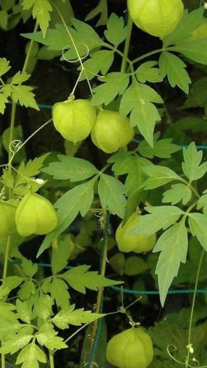 இது சாதாரணமாக கிராமப் புறங்களில் வேலிகளில் படர்ந்து காணப்படும்