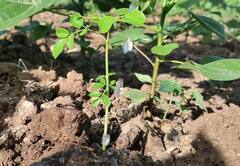 थेंब-थेंब पाणी टाकून पिकं जगवण्यासाठी बळीराजाची धरपड, पाहा फोटो