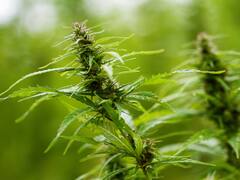 भांग पीने के बाद जोर-जोर से हंसने या रोने क्यों लगते हैं लोग? ये है कारण