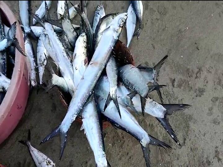 गीलनेटधारक पारंपरिक मच्छिमारांना मोठ्या प्रमाणात कर्ली मासे मिळाले.