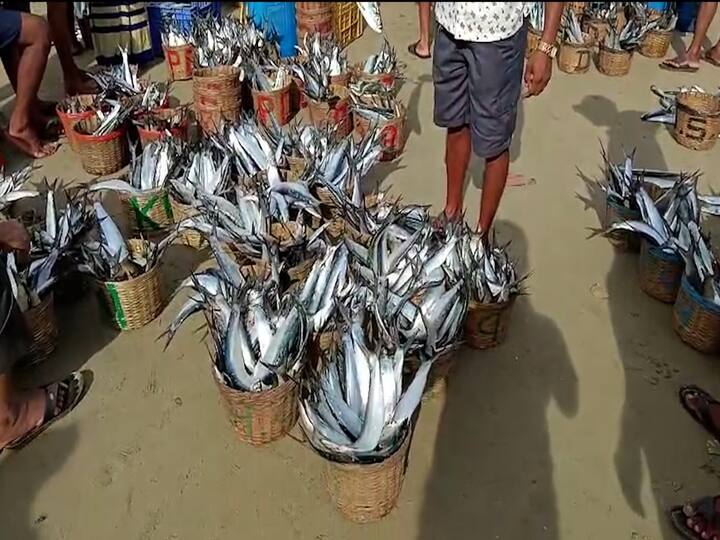 सिंधुदुर्गातील मालवणात तब्बल आठ वर्षांनी कर्ली माशाचा बंपर कॅच मिळाला.