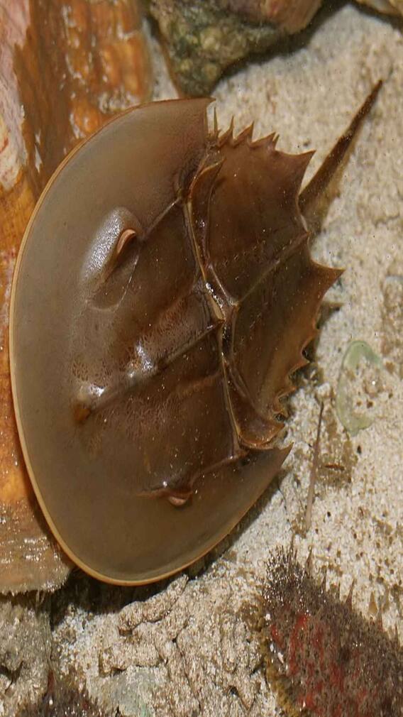 ਇਸ ਵਿਲੱਖਣ ਜੀਵ ਦਾ ਖੂਨ ਮੰਨਿਆ ਜਾਂਦਾ ਹੈ ਅੰਮ੍ਰਿਤ, ਕੀਮਤ ਜਾਣ ਹੋ ਜਾਓਗੇ ਹੈਰਾਨ