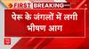 Wildfire: पेरू के जंगलों में लगी भीषण आग, 5 लोगों की गई जान | ABP News