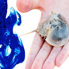 Horseshoe Crab Blood: ਇਸ ਵਿਲੱਖਣ ਜੀਵ ਦਾ ਖੂਨ ਮੰਨਿਆ ਜਾਂਦਾ ਹੈ ਅੰਮ੍ਰਿਤ, ਕੀਮਤ ਜਾਣ ਹੋ ਜਾਓਗੇ ਹੈਰਾਨ