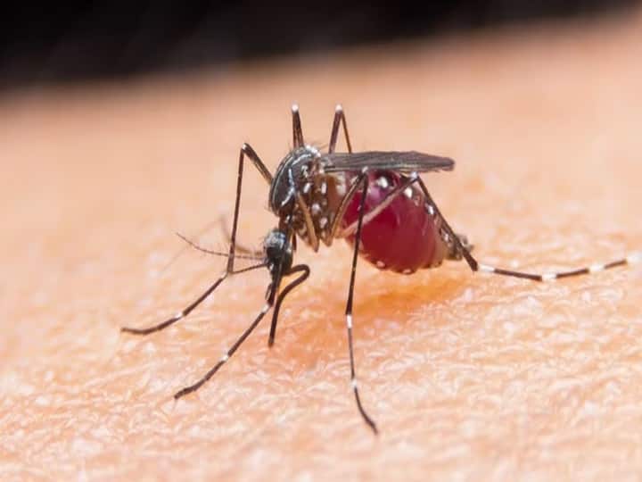Aurangabad  News Student death of dengue like illness in Aurangabad औरंगाबादेतील आपेगाव तापाच्या आजाराने फणफणले; डेंग्यू सदृश आजाराने विद्यार्थिनीचा मृत्यू