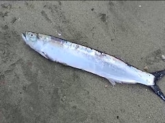 Konkan Fishing : मालवणात तब्बल आठ वर्षांनी कर्ली माशाचा बंपर कॅच, मात्र दर चांगला न मिळाल्याने मच्छिमार हिरमुसले