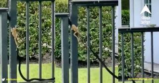 Viral Video: ਡੱਡੂ ਨੇ ਸੱਪ ਤੋਂ ਇਸ ਤਰ੍ਹਾਂ ਕੀਤਾ ਆਪਣਾ ਬਚਾਅ, ਸ਼ਿਕਾਰੀ ਨੂੰ ਮਿਲੀ ਹਾਰ, ਦੋਖੋ ਵੀਡੀਓ