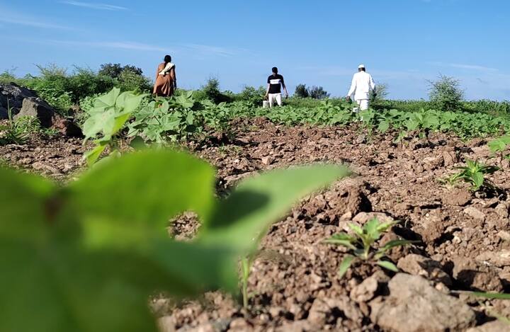 पाऊस होत नसल्याने डोळ्यासमोर पिकं उध्वस्त होत असल्याने त्याला जगवण्यासाठी बळीराजा धरपड करत असल्याचे पाहायला मिळत आहे.