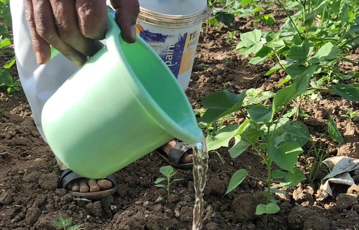 त्यामुळे पिकांना जगवण्यासाठी शेतकरी हाताने झाडांना थेंब-थेंब पाणी टाकत आहे. एकदा पाणी टाकल्यावर झाडाची किमान तीन चार दिवसांसाठी चिंता मिटते.