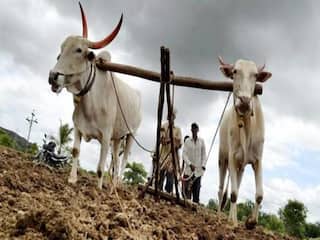 Rajkot: વરસાદ ખેંચાતા ખેડૂતોમાં ચિંતા પેઠી, મગફળીનું ઉત્પાદન ઘટવાની સંભાવના, જાણો શું છે સ્થિતિ