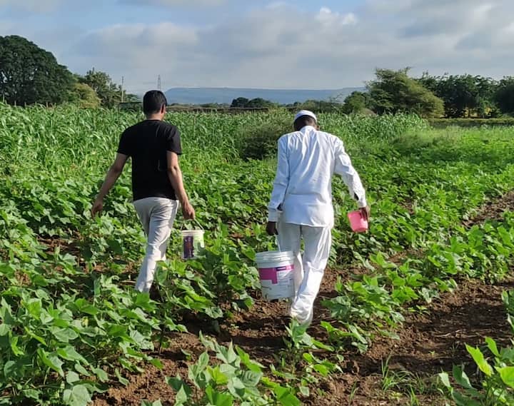 ऑगस्ट महिना जवळपास कोरडा गेला असल्याने अनेक ठिकाणी 20 दिवसांपेक्षा अधिकचा पावसाचा खंड पडला आहे.